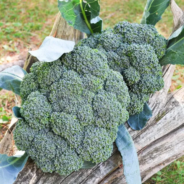 Pinetree Garden Seeds Green Magic Broccoli Seeds 30 Hybrid