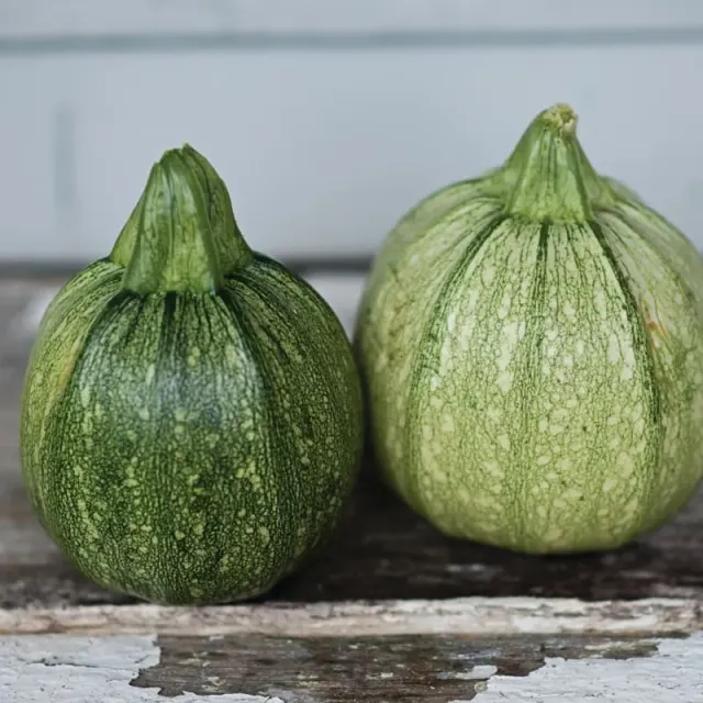 Pinetree Garden Seeds Ronde de Nice Squash Seeds 20 Seeds