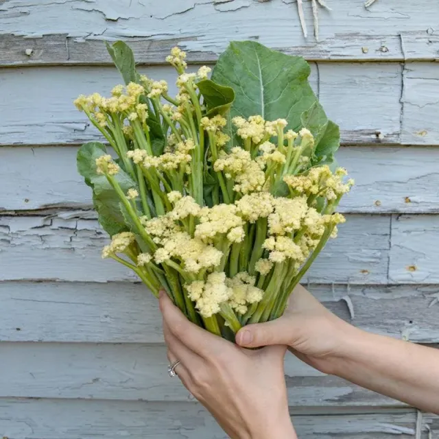 Pinetree Garden Seeds Fioretto 60 Cauliflower Seeds 30 Pack Hybrid