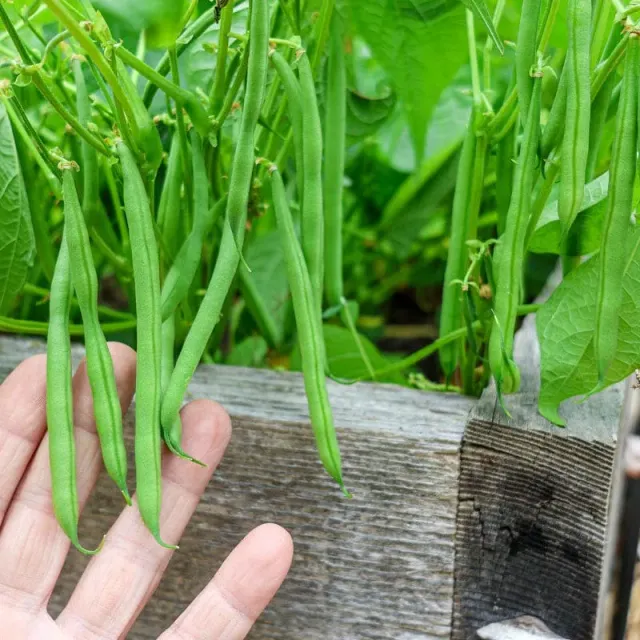 Pinetree Garden Seeds Masai Bush Bean Vegetable Seeds 1 Oz Container