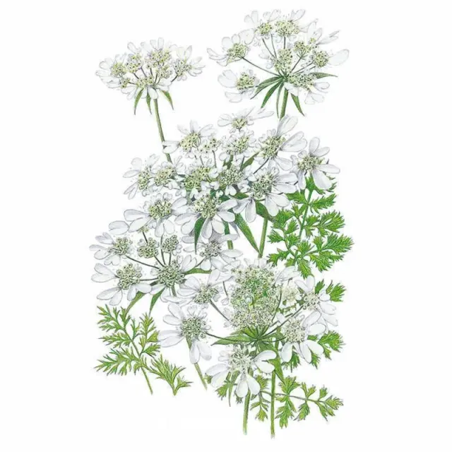 Epic Gardening White Lace Orlaya Flower Seeds Cut Flower