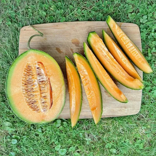 Pinetree Garden Seeds Athena Melon F1 Vegetable Seeds 20 Seeds Early
