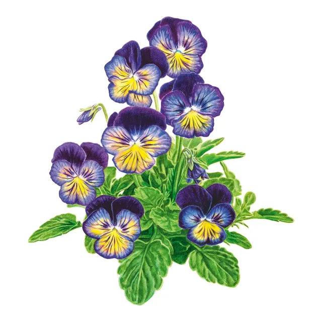 Epic Gardening Spring Matrix Midnight Glow Pansy Seeds
