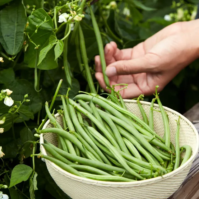 Burpee Mascotte Bean Seeds 125 Seeds French Green
