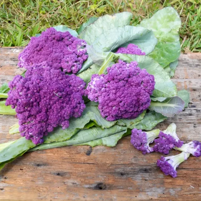 Pinetree Garden Seeds Purple Moon Cauliflower Seeds F1 Hybrid 62 Days Purple