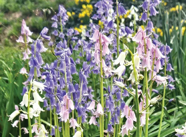 Brent & Becky's Bulbs hispanica Spanish Bluebell Bulbs Mix