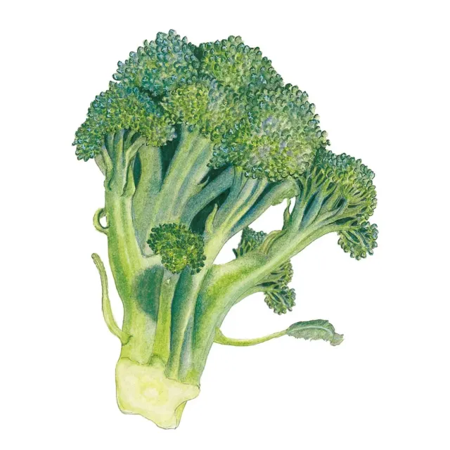 Epic Gardening Belstar Broccoli seeds organic heat tolerant