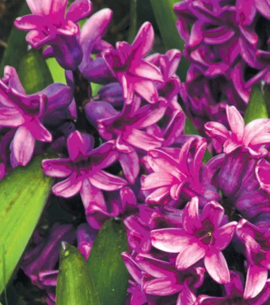 Brent & Becky's Bulbs Woodstock Hyacinth Bulbs Fragrant