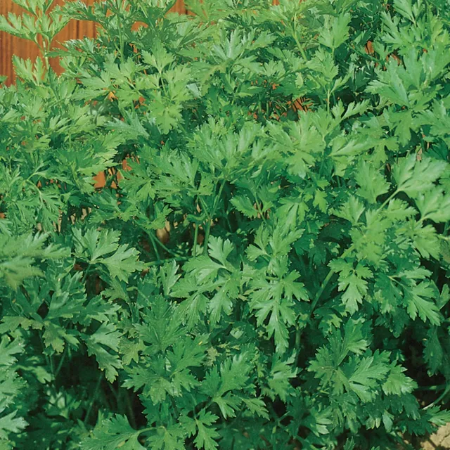 Burpee Italian Flat Leaved Parsley Seeds 100 Organic Seeds
