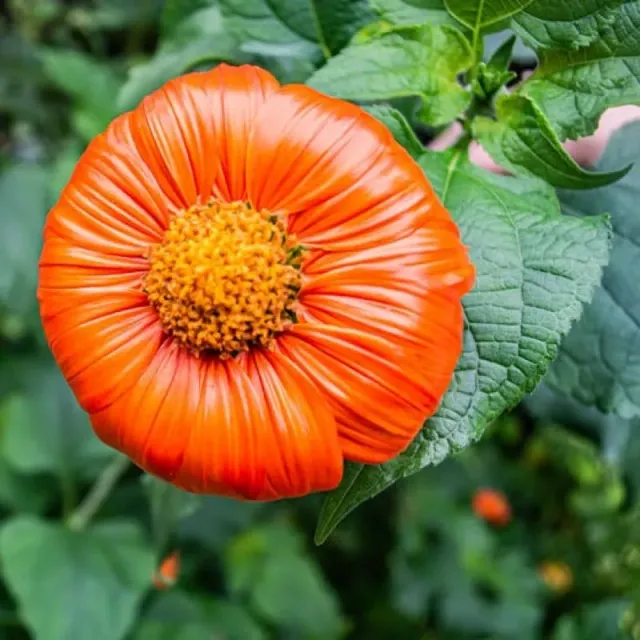 Pinetree Garden Seeds Torch Tithonia Flower Seeds 15 Seeds Full Sun