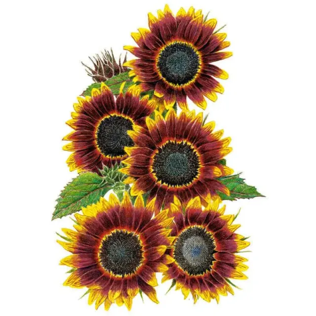 Epic Gardening Shock-O-Lat Sunflower Flower Seeds Branched