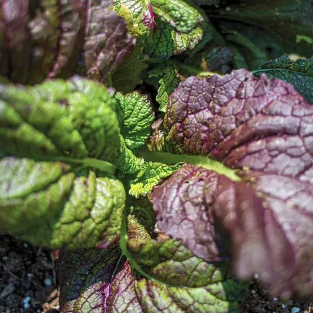 Pinetree Garden Seeds Red Giant Mustard Microgreens Seeds 1 oz Spicy
