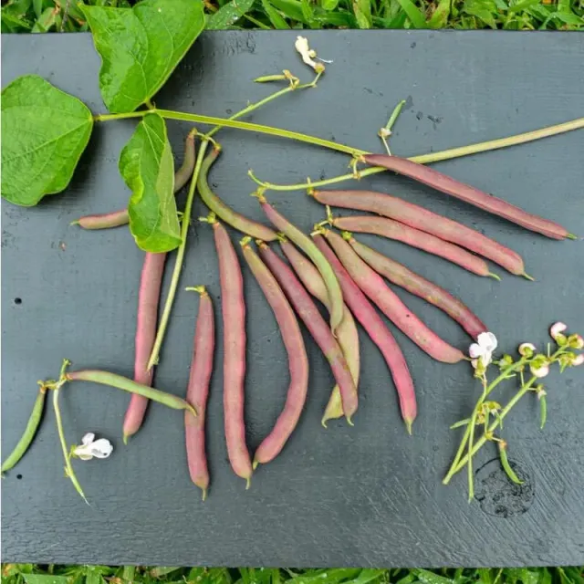 Pinetree Garden Seeds Red Swan Bush Bean Seeds 1oz 55-Day