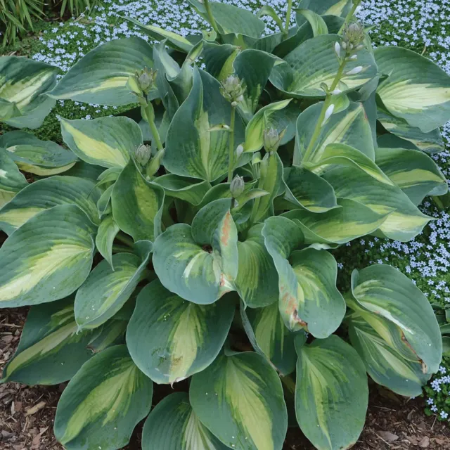 Burpee Shadowland Hudson Bay Hosta 1 Bare Root Shade