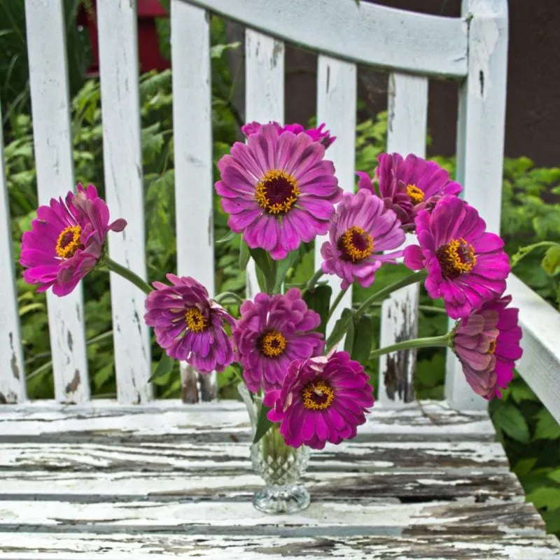 Pinetree Garden Seeds Cherry Queen Zinnia Seeds Cut Flower