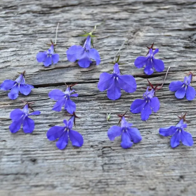 Pinetree Garden Seeds Crystal Palace Lobelia Flower Seeds 100 Seeds Shade