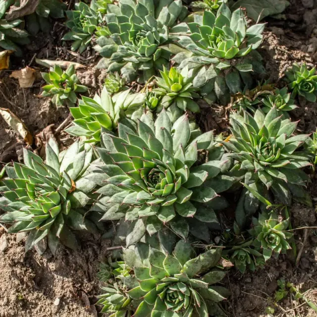 Pinetree Garden Seeds Hens and Chicks Flower Seeds 200 Seeds Succulent