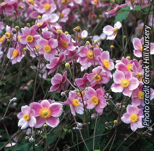 Brent & Becky's Bulbs Anemone Robustissima perennial