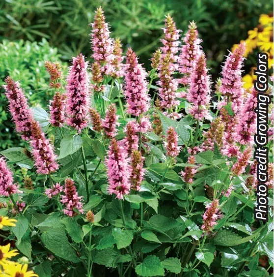 Brent & Becky's Bulbs Beelicious Pink Agastache Perennial Plant