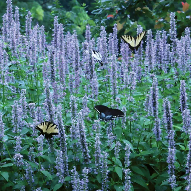 Brent & Becky's Bulbs Blue Fortune Agastache Plant