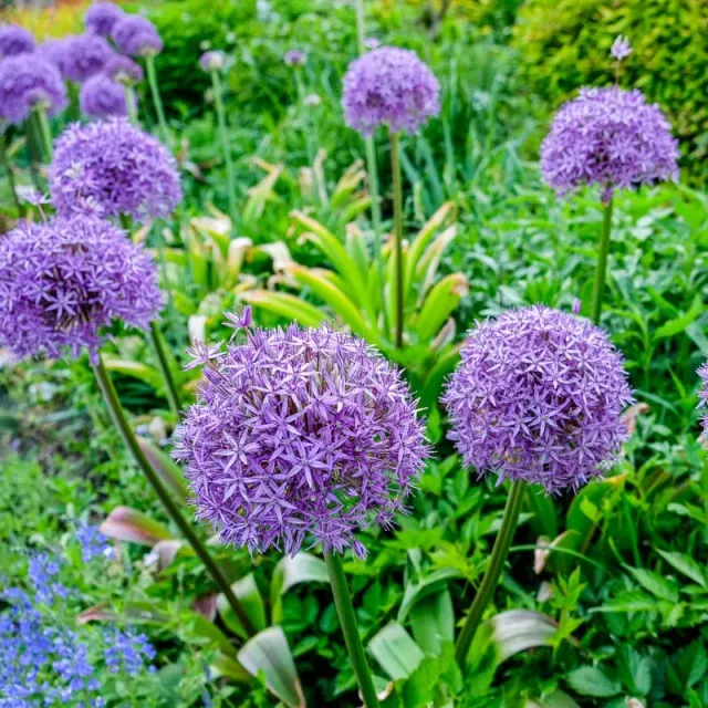 Pinetree Garden Seeds Gladiator Allium Bulbs 3 Bulbs Fall