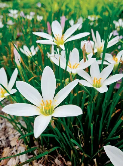Brent & Becky's Bulbs Zephyranthes candida Rain Lily Bulb