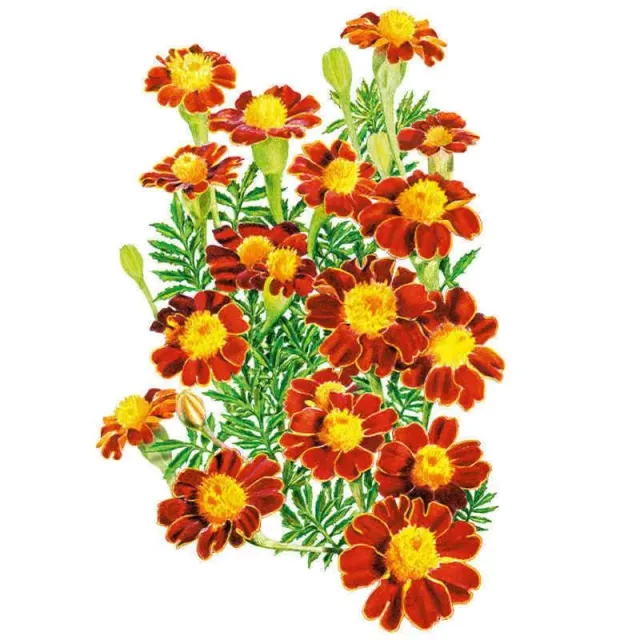 Epic Gardening Red Metamorph French Marigold Seeds - Organic