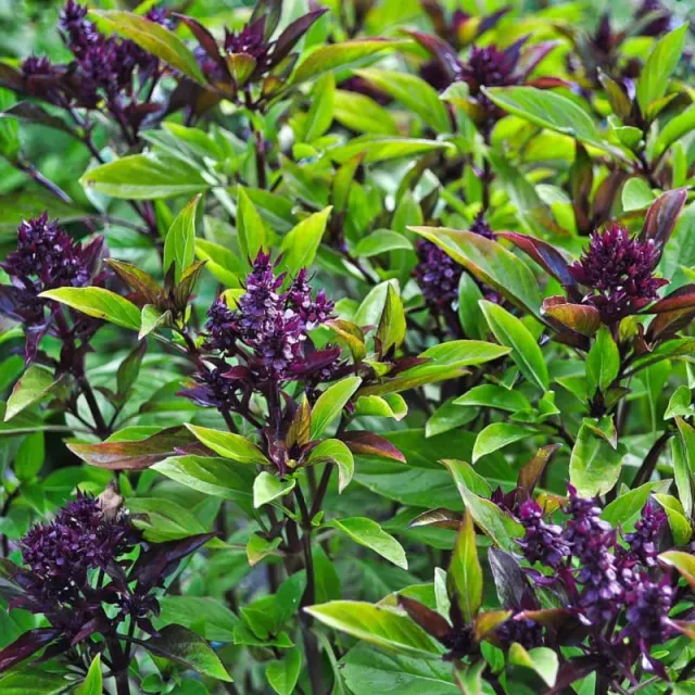 Pinetree Garden Seeds Siam Queen Thai Basil Herb Seeds 100 Seeds Licorice
