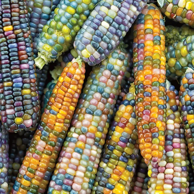 Burpee Glass Gem Ornamental Corn Seeds 200 Seeds multicolor