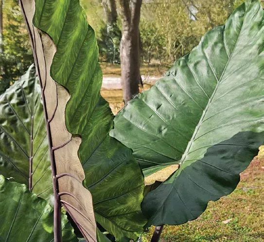 Brent & Becky's Bulbs Alocasia Sumo Tropical Plant 4 in Pot