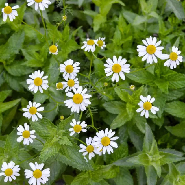 Pinetree Garden Seeds Roman Chamomile Herb Seeds 350 Seeds