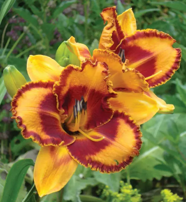 Brent & Becky's Bulbs Hemerocallis VT Spirit Daylily Plants