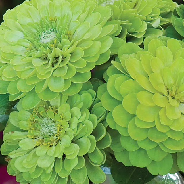 Burpee Envy Zinnia Seeds 150 Seeds Green
