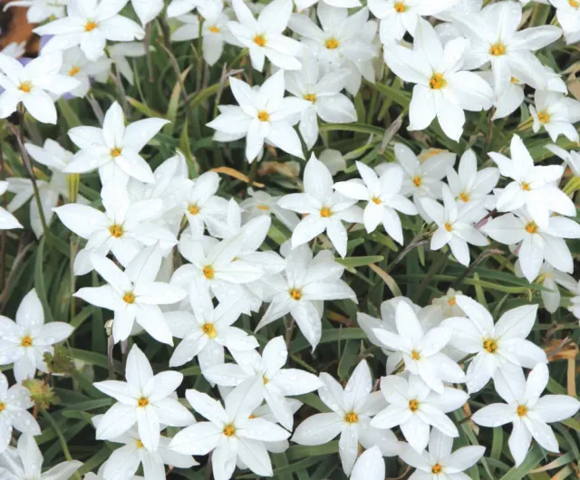 Brent & Becky's Bulbs White Star ipheion bulbs, fragrant