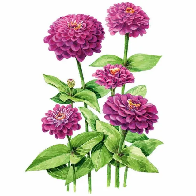 Epic Gardening Giant Purple Zinnia Seeds Organic