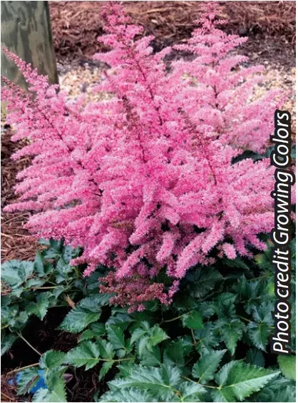 Brent & Becky's Bulbs Razzle Dazzle Astilbe Perennial