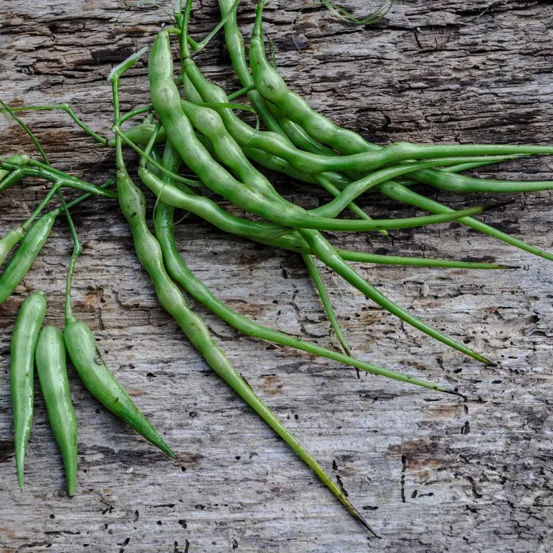 Pinetree Garden Seeds Rattail Radish Seeds 40 Seeds Pod Type