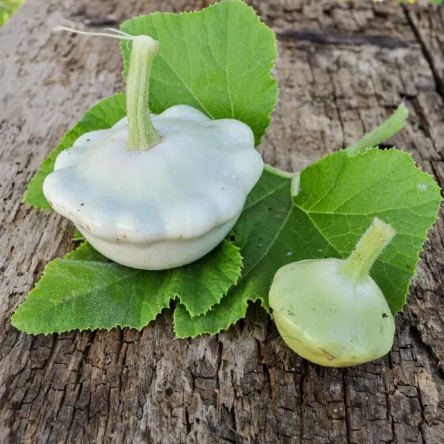 Pinetree Bennings Green Tint Scallop Squash Seeds 20 Seeds
