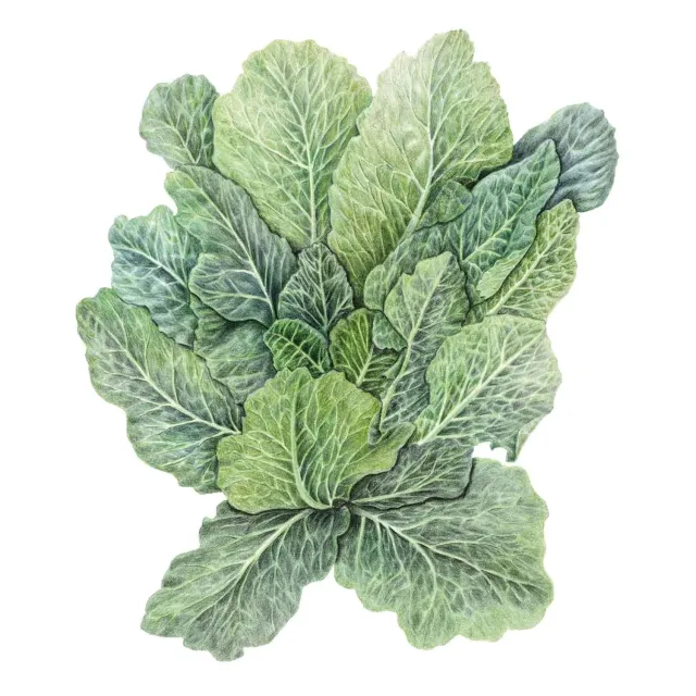 Epic Gardening Top Bunch 2.0 Collards Seeds Early