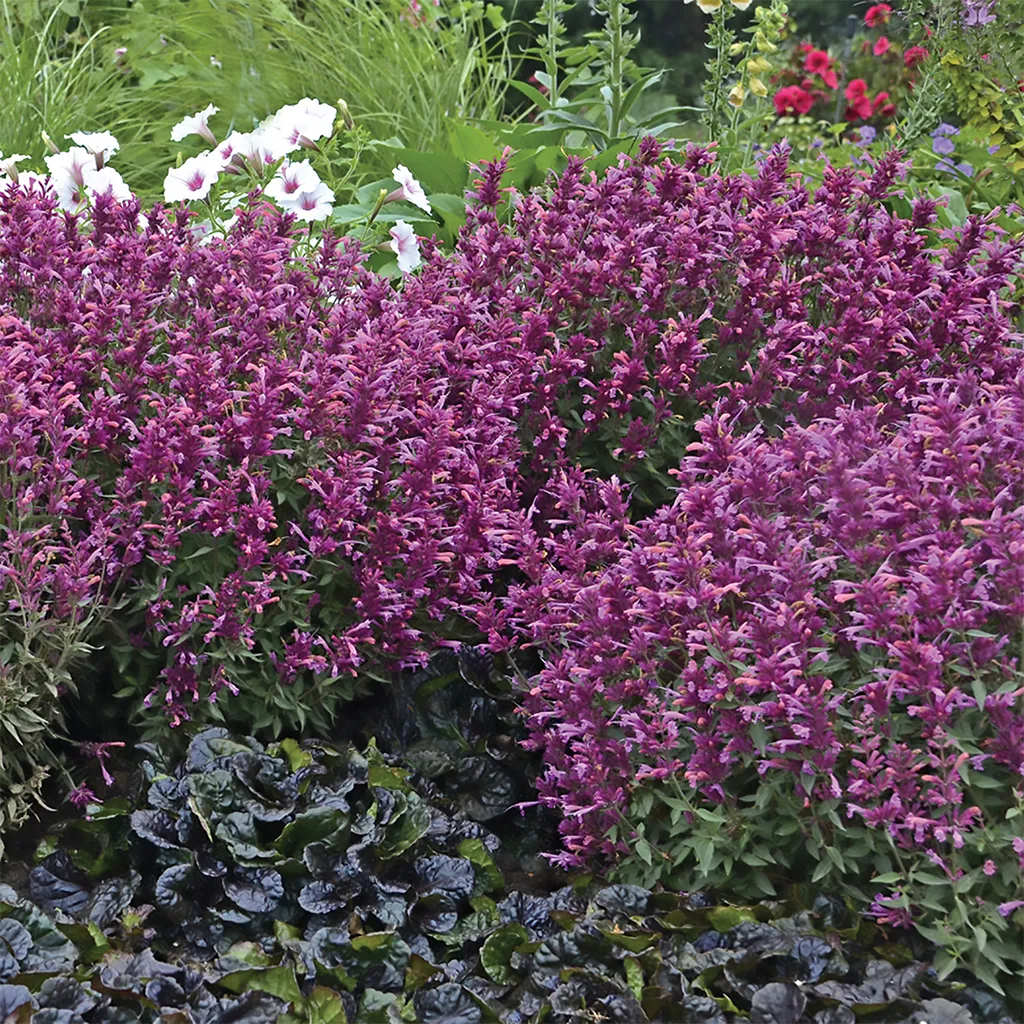 Brent & Becky's Bulbs Agastache Rosie Posie perennial plant