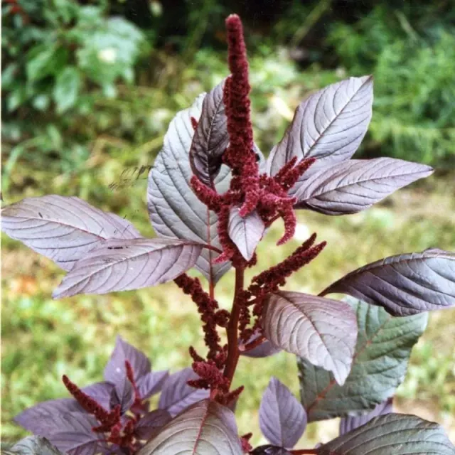 Pinetree Garden Seeds Hopi Red Dye Amaranth Seeds 100 Count