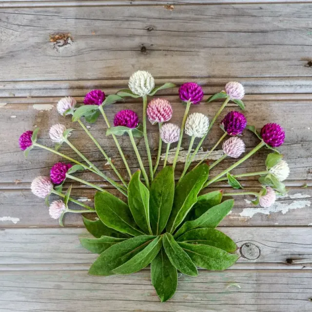 Pinetree Garden Seeds Globe Amaranth Seeds 50 Count Dried