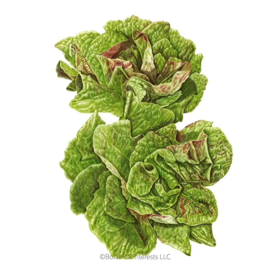 Epic Gardening Australe Butterhead Lettuce Seeds Organic