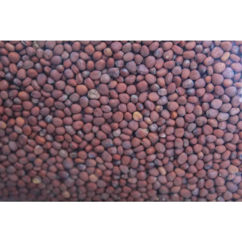 Pinetree Field Radish Cover Crop Seeds