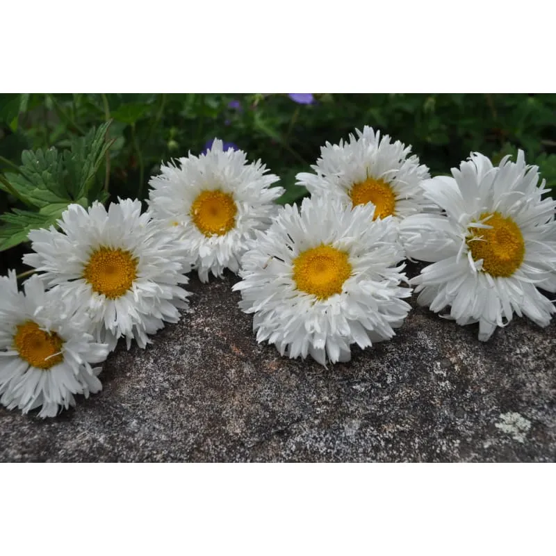 Pinetree Garden Seeds Crazy Daisy Seeds 10 Seeds Perennial