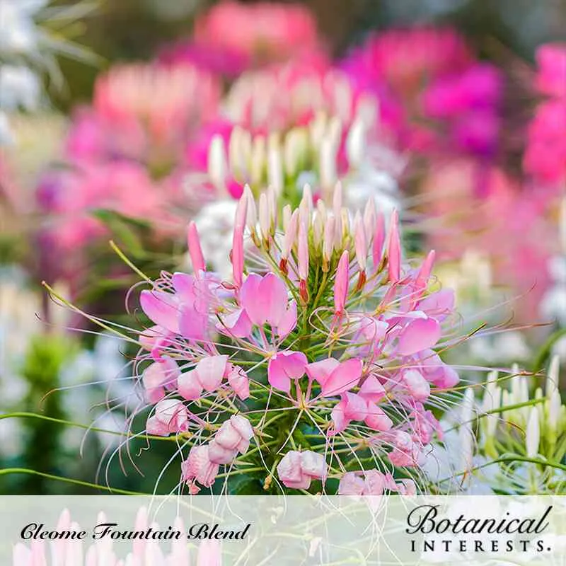 Epic Gardening Fountain Blend Cleome Flower Seeds