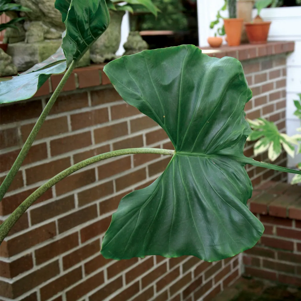 Brent & Becky's Bulbs Alocasia Stingray Live Plant 4-Inch Pot
