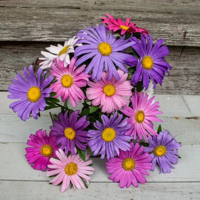 Pinetree Single Rainbow Mix Aster seeds 70 seeds cut flower