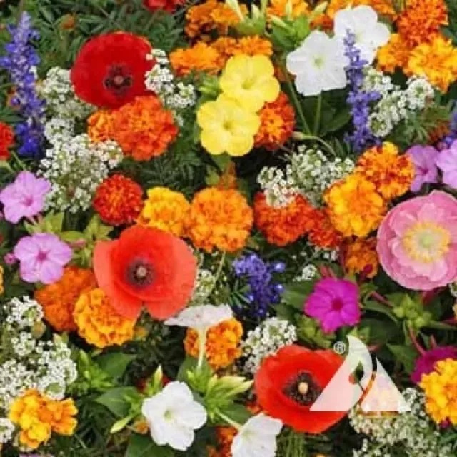 Pinetree Garden Seeds Deerproof Garden Flower Mix Seeds 700 Seeds