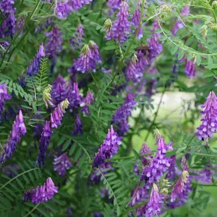 Pinetree Hairy Vetch Cover Crop Seeds Nitrogen Fixing